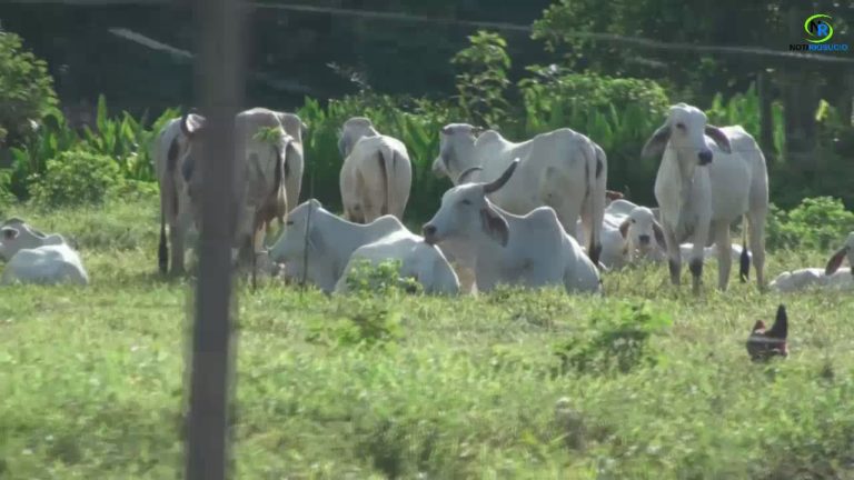 SALAQUÍ UNA DESPENSA AGRÍCOLA EN EL MUNICIPIO DE RIOSUCIO CHOCÓ.