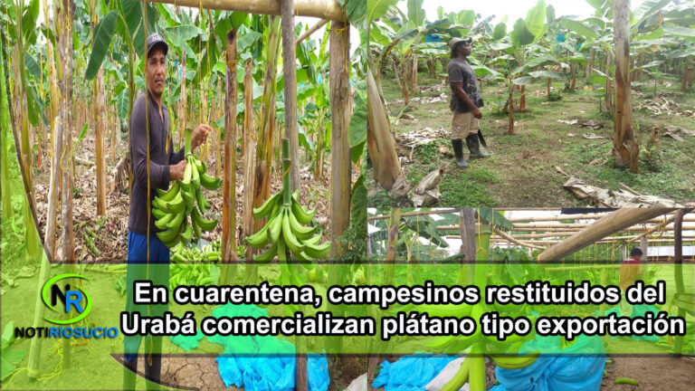 En cuarentena, campesinos restituidos del Urabá comercializan plátano tipo exportación.