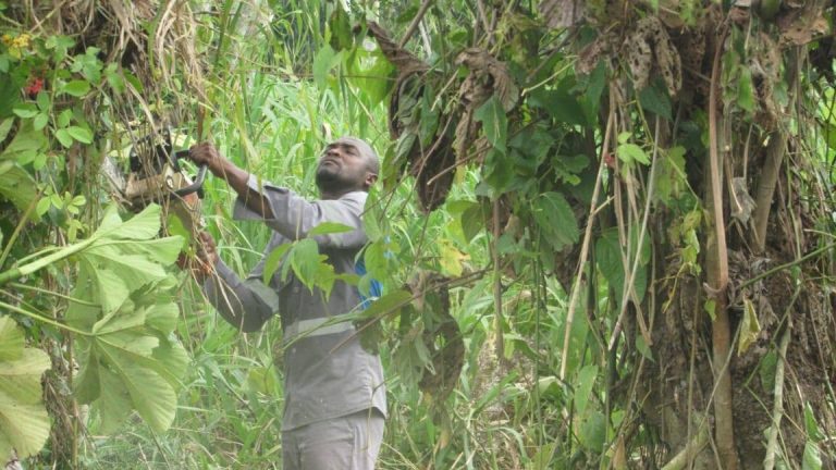 Inician adecuación de trocha para mantenimiento eléctrico en Curbaradó – Casa Bomba.