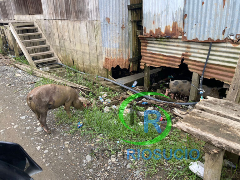 Como Pedro por su casa, transitan los cerdos en las calles de la cabecera municipal de Riosucio – Chocó.